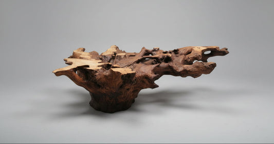 Tree Root - Large