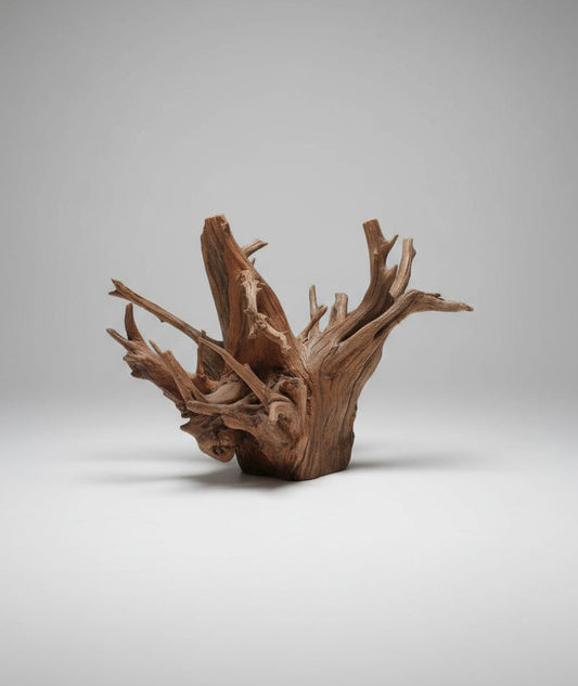 Tree Root - Medium
